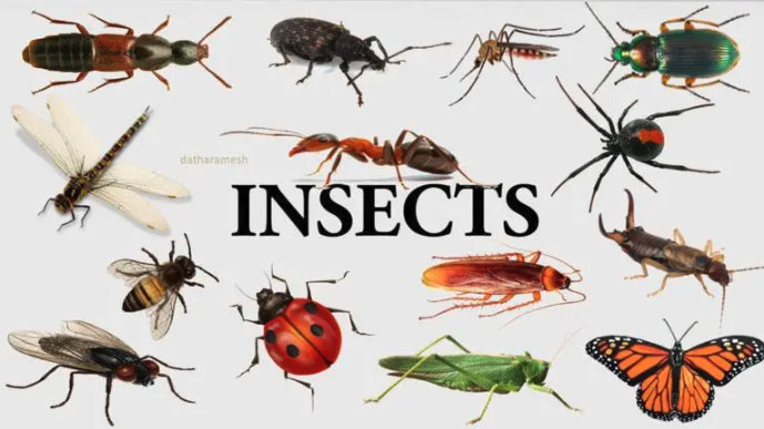 Lawn Care Insects